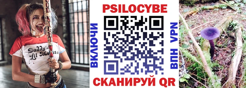 Купить  Суджа  Псилоцибиновые грибы Psilocybine cubensis 
